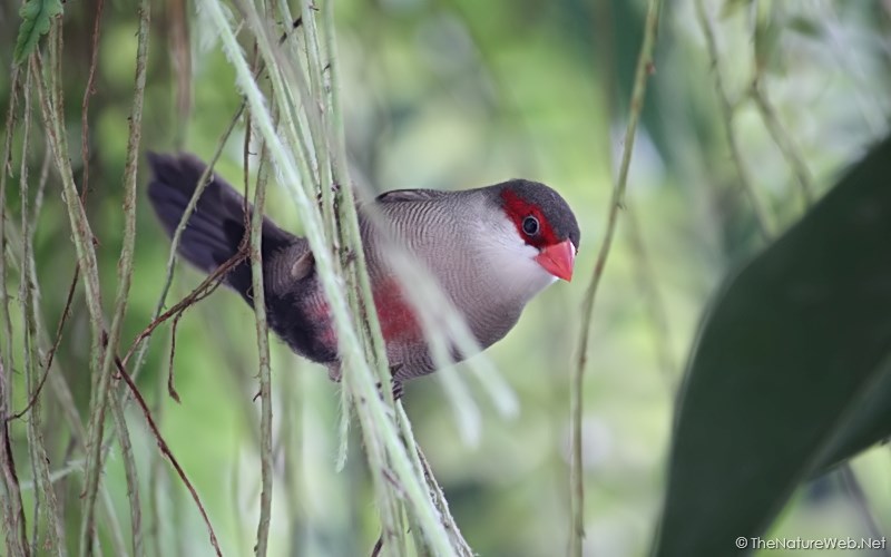 Common Waxbill